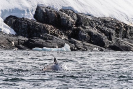 Nahaufnahme des Rückens eines tauchenden Buckelwals - Megaptera novaeanglia - einschließlich Rückenflosse und Blasloch. Aufnahme aus der Graham-Passage in der Nähe der Trinity-Insel auf der antarktischen Halbinsel.