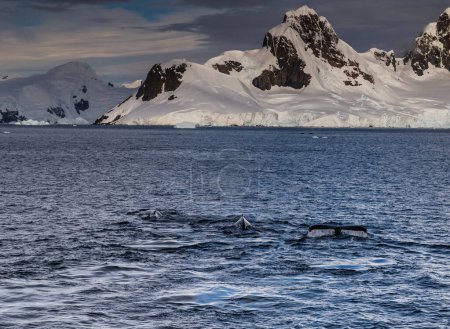 Téléchargez les photos : Paysage antarctique avec baleines à bosse plongeantes - en image libre de droit