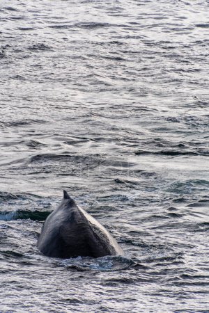 Photo for Close-up of the back and dorsal fin of a diving humpback whale -Megaptera novaeangliae. Image taken in the Graham passage, near Charlotte Bay, Antarctic Peninsula - Royalty Free Image