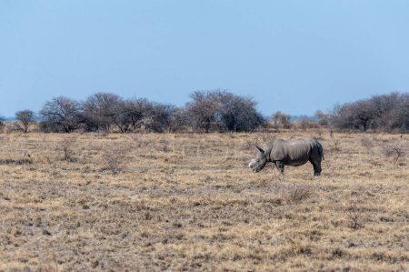 A solitary dehorned Black Rhinoceros - Diceros bicornis occidentalis- grazing in Etosha National Park, Namibia. Black Rhinos are critically endangered due to poaching. Their horn is removed in order