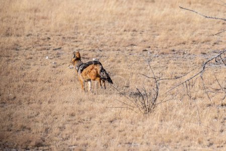 Téléchargez les photos : Un chacal à rayures latérales -Canis Adustus chasse aux proies dans le parc national d'Etosha, en Namibie, autour du coucher du soleil. - en image libre de droit