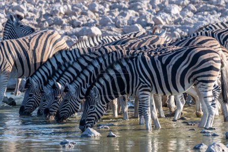 A group of Burchells Plains zebra -Equus quagga burchelli- drinking from a waterhole on the plains of Etosha National Park, Namibia.