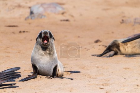 Téléchargez les photos : Détail de la colonie de phoques à Cape Cross, au large de la côte squelette de Namibie. - en image libre de droit