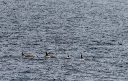 Nahaufnahme einer Gruppe von Schwertwalen, Orcinus orca, beim Schwimmen in den Gewässern der antarktischen Halbinsel in der Nähe der Insel Anvers.