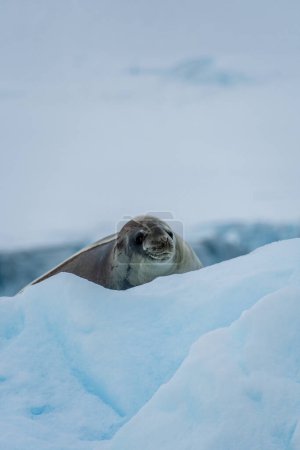 Photo for Close-up of a Weddell seal -Leptonychotes weddellii- resting on a small iceberg near Danco Island on the Antarctic peninsula - Royalty Free Image