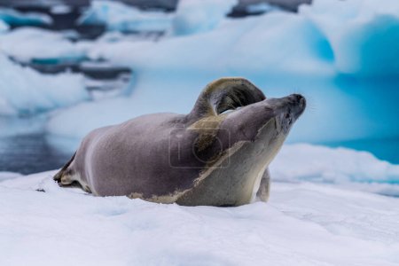 Close-up of a crabeater seal -Lobodon carcinophaga- resting on a small iceberg near the fish islands on the Antarctic peninsula