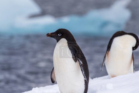 Foto de Primer plano de dos pingüinos Adelie - Pygoscelis adeliaee- de pie sobre un iceberg, cerca de las islas de peces, en la Península Antártica - Imagen libre de derechos