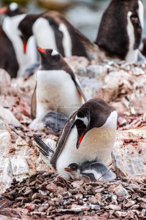 Nahaufnahme von Gentoo Penguin -Pygoscelis papua- auf der Insel Cuverville auf der antarktischen Halbinsel