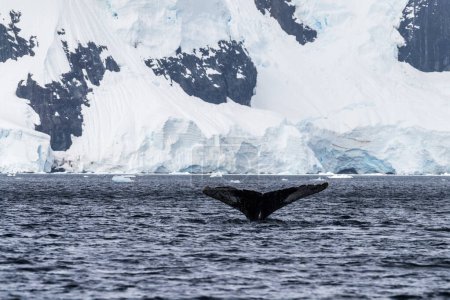 Close-up of the tail of a diving humpback whale -Megaptera novaeangliae. Image taken in the Graham passage, near Charlotte Bay, Antarctic Peninsula.