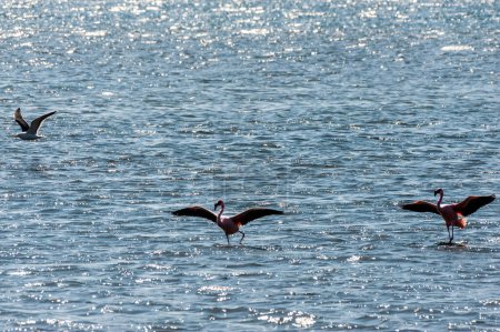 Foto de Flamencos Mayores - Phoenicopterus roseus- a lo largo de las orillas de Walvis Bay, Namibia. - Imagen libre de derechos