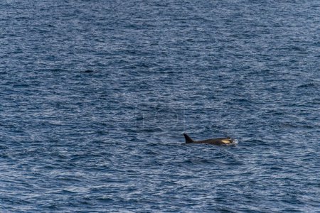 Primer plano de una ballena asesina, Orcinus orca, nadando en las aguas de la península Antártica, cerca de la isla de Anvers.