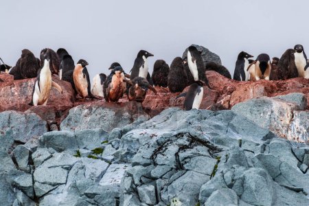 Foto de Impresión del Pingüino Adelie - Colonia Pygoscelis adeliae, cerca de las islas de peces, en la Península Antártica - Imagen libre de derechos