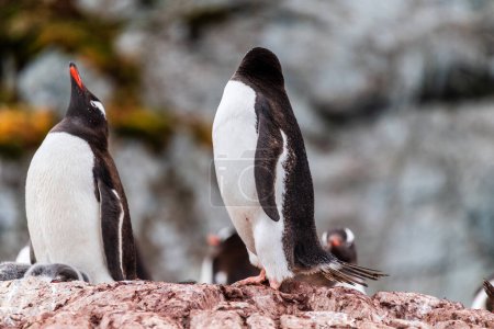 Nahaufnahme eines Gentoo-Pinguins -Pygoscelis papua- auf seinem Nest auf der Insel Cuverville auf der antarktischen Halbinsel