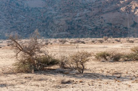 Impresión del desierto namibio alrededor de spitzkoppe y su vegetación.