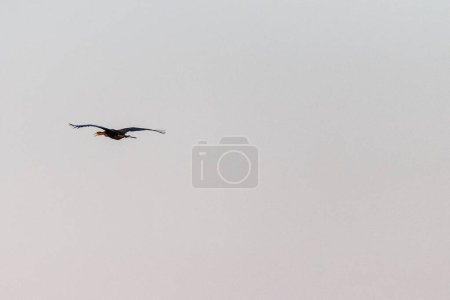 Telephoto of an African Darter - Anhinga rufa- in flight along the Chobe river, Botswana.