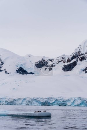 Panorama von vier Sturmvögeln - Daption capense- ruht auf einem Eisberg in der Nähe von Danco Island, auf der antarktischen Halbinsel