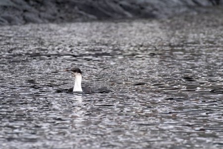 Close-up of an Antarctic Shag -Leucocarbo bransfieldensis- swimming at sea, near Cuverville Island, on the Antarctic Peninsula