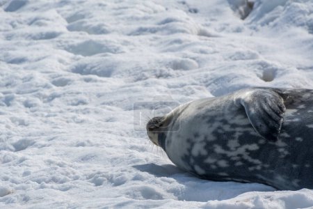 Close-up of a Weddell seal - Leptonychotes weddellii- at Mikkelsen harbour, along the Antarctic peninsula