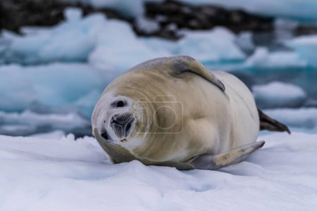 Foto de Primer plano de una foca cangrejo Lobodon carcinophaga- descansando en un pequeño iceberg cerca de las islas de peces en la península Antártica - Imagen libre de derechos