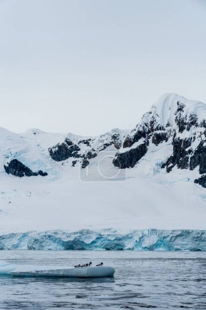 Panorama de cuatro Cape Petrels - Daption capense- descansando sobre un iceberg cerca de la isla Danco, en la Península Antártica