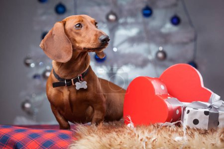 Foto de Elegant dachshund puppy near the gifts under the New Year tree - Imagen libre de derechos