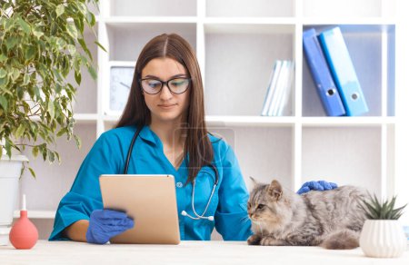 Photo for Woman doctor examines a gray cat in a veterinary clinic. medicine for pets - Royalty Free Image