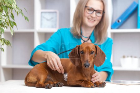 Foto de Médico veterinario mujer examina un perro salchicha en una clínica veterinaria. medicamento para mascotas - Imagen libre de derechos