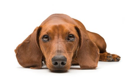 Photo for Red dachshund dog isolated over white background. - Royalty Free Image