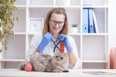 Photo for Woman doctor examines a gray cat in a veterinary clinic. medicine for pets - Royalty Free Image