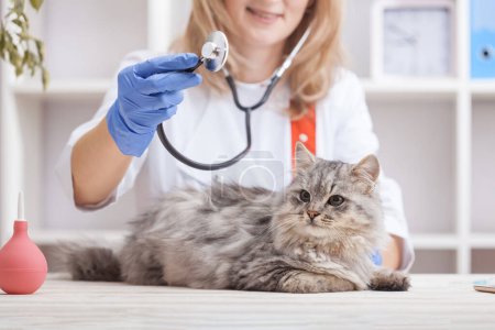 Téléchargez les photos : Femme médecin examine un chat gris dans une clinique vétérinaire. médicament pour animaux domestiques - en image libre de droit