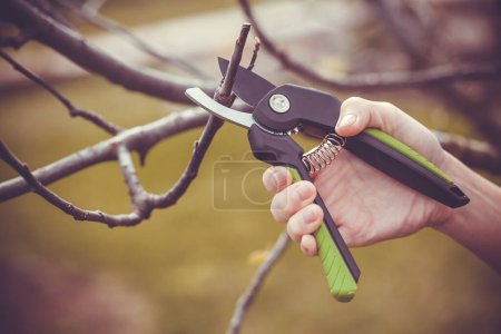 Photo for Spring pruning of the garden, care of trees and bushes. Hand with secateurs - Royalty Free Image