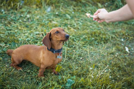 Téléchargez les photos : Chien nourrissant - Propriétaires main nourrir son chien teckel - en image libre de droit