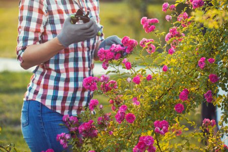 Foto de Mujer jardinería y poda rosal con tijeras de jardín en los rayos del sol de verano - Imagen libre de derechos
