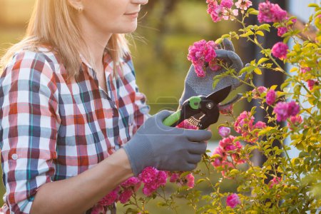Photo for Happy woman gardening and pruning rose bush with garden shears - Royalty Free Image