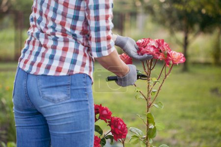 Foto de Jardinero ciruelas pasas rosas enfermas y marchitas en el jardín con tijeras de podar en los rayos del sol de verano - Imagen libre de derechos