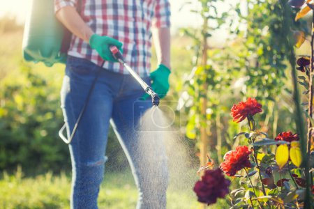 Photo for Young woman in a green backpack with a pressure garden sprayer spraying flowers against diseases and pests - Royalty Free Image