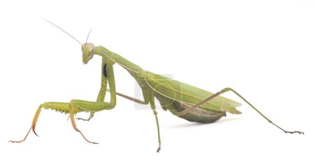 Foto de Mantis verde aislado sobre fondo blanco. Mantodea de naturaleza tropical - Imagen libre de derechos