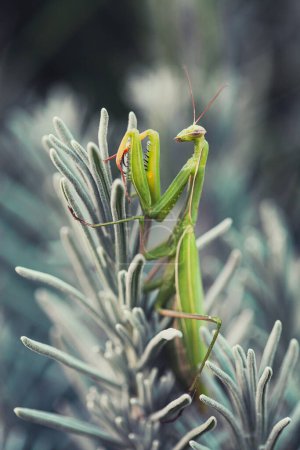Photo for Female European Mantis or Praying Mantis, Mantis religiosa, on leaf - Royalty Free Image