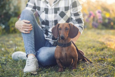 Téléchargez les photos : Dachshund rouge chien en promenade avec son propriétaire dans un parc d'été ensoleillé - en image libre de droit
