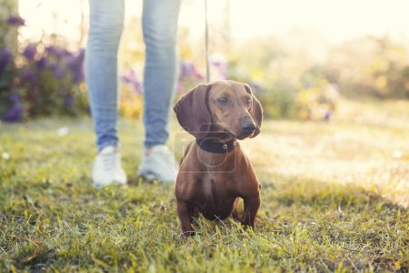 Photo for Red Dachshund dog walks on a leash with its owner on the green lawn - Royalty Free Image
