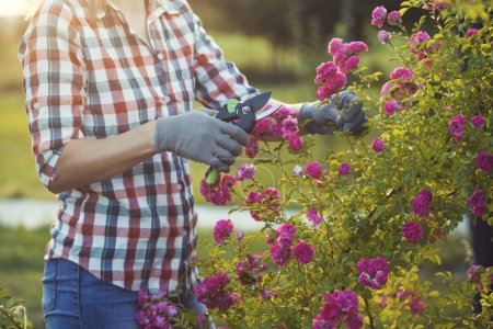 Téléchargez les photos : Femme jardinage et élagage rosier avec cisailles de jardin dans les rayons du soleil d'été - en image libre de droit