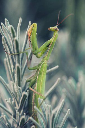 Foto de Mantis Europea Femenina o Mantis Orante, Mantis religiosa, en hoja - Imagen libre de derechos