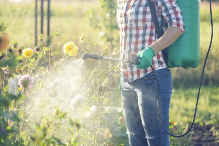 Téléchargez les photos : Jeune femme dans un sac à dos vert avec un pulvérisateur de jardin à pression pulvérisation de fleurs contre les maladies et les parasites - en image libre de droit