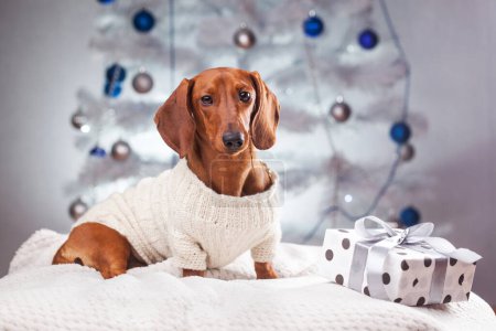 Téléchargez les photos : Élégant chiot teckel dans un pull blanc près des cadeaux sous l'arbre du Nouvel An - en image libre de droit