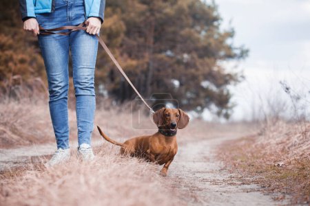 Téléchargez les photos : Chien de Dachshund promenant avec son propriétaire dans une pinède - en image libre de droit