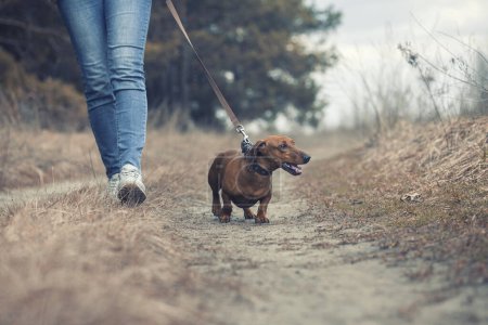 Téléchargez les photos : Chien de Dachshund promenant avec son propriétaire dans une pinède - en image libre de droit