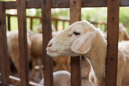 Téléchargez les photos : Un mouton se tient dans un enclos avec d'autres moutons derrière lui - en image libre de droit