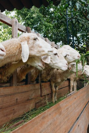 Téléchargez les photos : Un groupe de moutons mangeant dans une mangeoire dans une zone clôturée - en image libre de droit