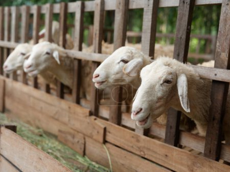 Téléchargez les photos : Un groupe de moutons debout dans un enclos avec leurs têtes qui sortent de la clôture - en image libre de droit