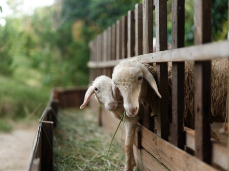Téléchargez les photos : Un couple de moutons sortant la tête d'une clôture en bois sur un chemin de terre - en image libre de droit